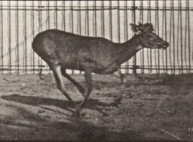 Plate 683 Virginia deer, buck, galloping — figure reference